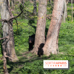 Zoo de Thoiry 2023 - Ours