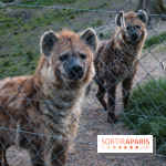 Les tanières du zoo de Thoiry 2023 - 2CE19895 4538 4206 B38C F4A8EC191AC9