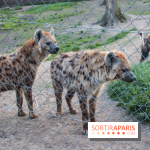 Les tanières du zoo de Thoiry 2023 - 440E9292 FFB5 49B9 A476 CEF173982527