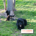 Les tanières du zoo de Thoiry 2023 - Ours