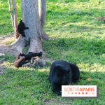 Les tanières du zoo de Thoiry 2023 - Ours