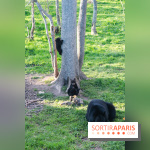 Les tanières du zoo de Thoiry 2023 - Ours