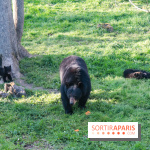 Les tanières du zoo de Thoiry 2023 - Ours