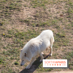 Les tanières du zoo de Thoiry 2023 - Nourrissage loup