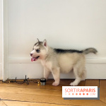 Puppy Yoga - image00004