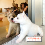 Puppy Yoga - image00006