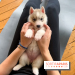 Puppy Yoga