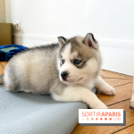 Puppy Yoga