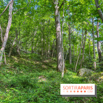 Visuel forêt  - IMG 7056