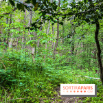 Visuel forêt  - IMG 7051