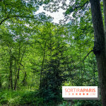 Visuel forêt  - IMG 7044