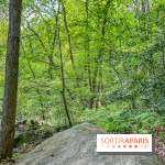 Visuel forêt  - IMG 7042