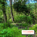 Visuel forêt  - IMG 7031