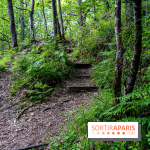 Visuel forêt  -  A7C4098