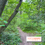 Visuel forêt  - IMG 7050