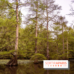 Visuel forêt  -  A7C0011