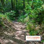 Visuel forêt  - IMG 7054