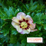 Les Jardins de Sonja au Perray-en-Yvelines -  A7C4991