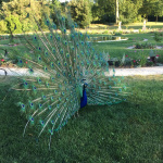 Le Festival Chopin 2023 - Paon Bagatelle