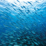 La soirée de sensibilisation à la protection de nos océans à la Recyclerie - foley ryan 0003 cc WEB