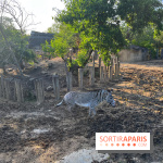 Nocturnes au Parc Zoologique de Paris - IMG 3487