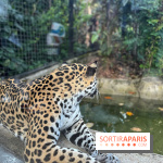 Nocturnes au Parc Zoologique de Paris - IMG 3532