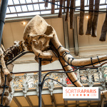 Le mammouth de Durfort restauré au Muséum national d’Histoire naturelle -  A7C7422