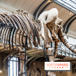 Le mammouth de Durfort restauré au Muséum national d’Histoire naturelle -  A7C7425