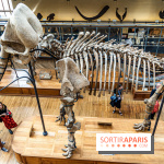 Le mammouth de Durfort restauré au Muséum national d’Histoire naturelle