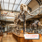Le mammouth de Durfort restauré au Muséum national d’Histoire naturelle