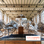 Le mammouth de Durfort restauré au Muséum national d’Histoire naturelle -  A7C7481