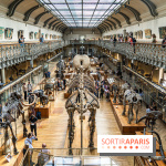 Le mammouth de Durfort restauré au Muséum national d’Histoire naturelle -  A7C7445