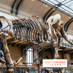 Le mammouth de Durfort restauré au Muséum national d’Histoire naturelle -  A7C7424