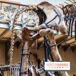 Le mammouth de Durfort restauré au Muséum national d’Histoire naturelle
