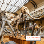 Le mammouth de Durfort restauré au Muséum national d’Histoire naturelle -  A7C7418