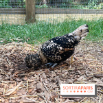 La ferme de la Villette et ses animaux