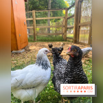 La ferme de la Villette et ses animaux