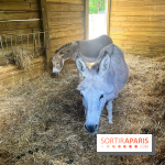 La ferme de la Villette et ses animaux