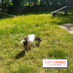 La ferme de la Villette et ses animaux - image00025