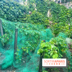 Vignes vendanges - visuels - image00018