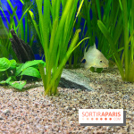 La Maison de la Pêche et de la Nature - image00018