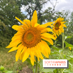 Le long de l'Oise, entre Auvers-sur-Oise et l'Isle-Adam - image00065