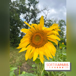 Le long de l'Oise, entre Auvers-sur-Oise et l'Isle-Adam - image00066