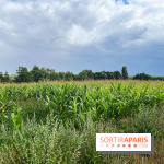Le long de l'Oise, entre Auvers-sur-Oise et l'Isle-Adam