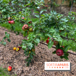 Potager du Roi