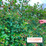 La ferme de Saint-Cyr l'Ecole - image00078