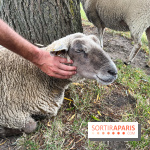 La ferme de Saint-Cyr l'Ecole - image00075