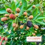 La ferme de Saint-Cyr l'Ecole - image00076