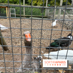 La ferme de Saint-Cyr l'Ecole - image00065