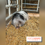 La ferme de Saint-Cyr l'Ecole - image00057